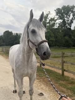 8 ANS MAGNIFIQUE 1,76M pou Pro ou petit niveau aussi