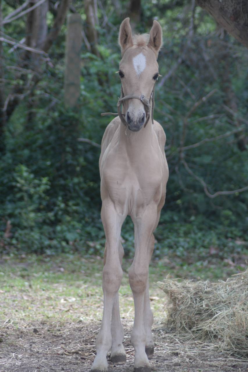 Poulain sport dunalino 2026 