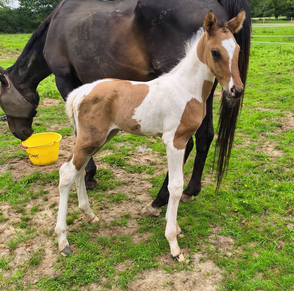 Poulain paint horse 