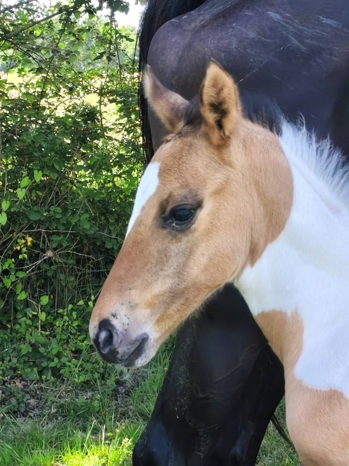 Poulain paint horse 