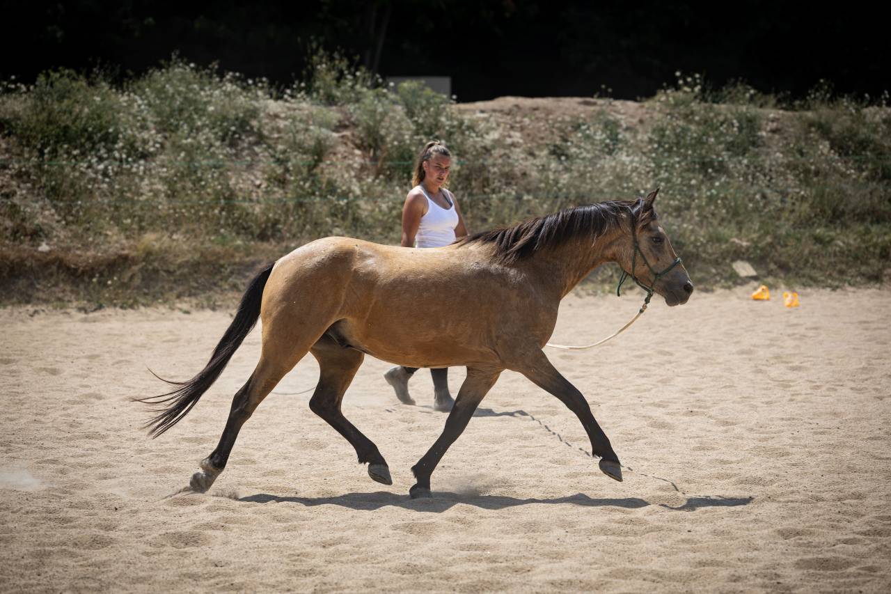 Poney B de sport