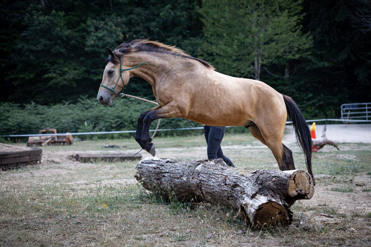 Poney B de sport
