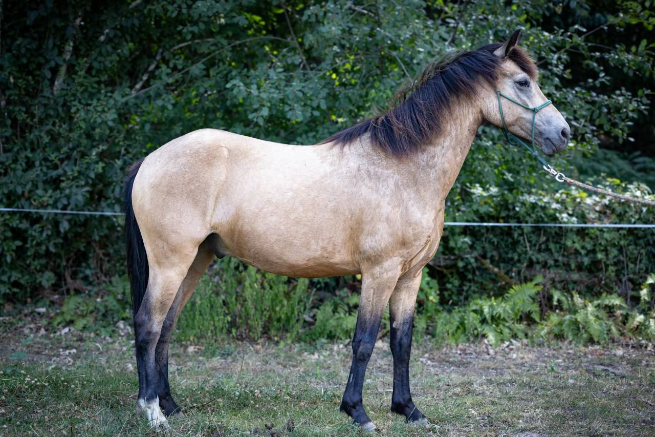 Poney B de sport