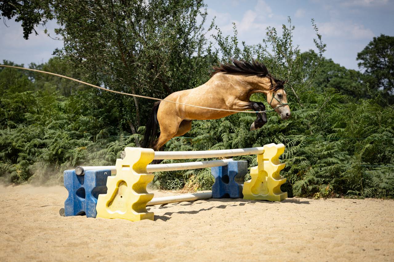 Poney B de sport