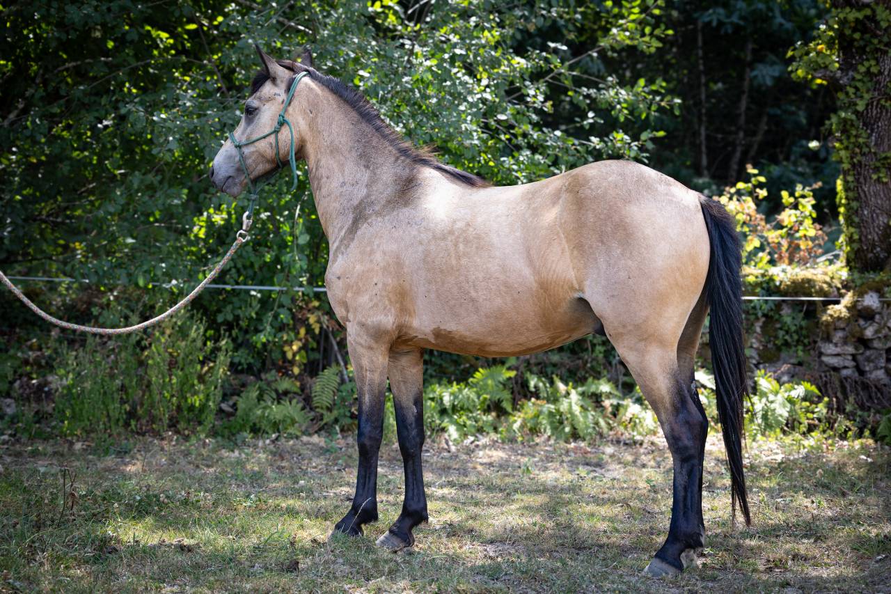Poney B de sport