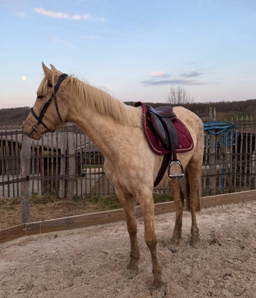 Jument palomino 