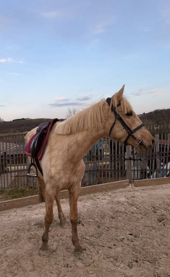 Jument palomino 