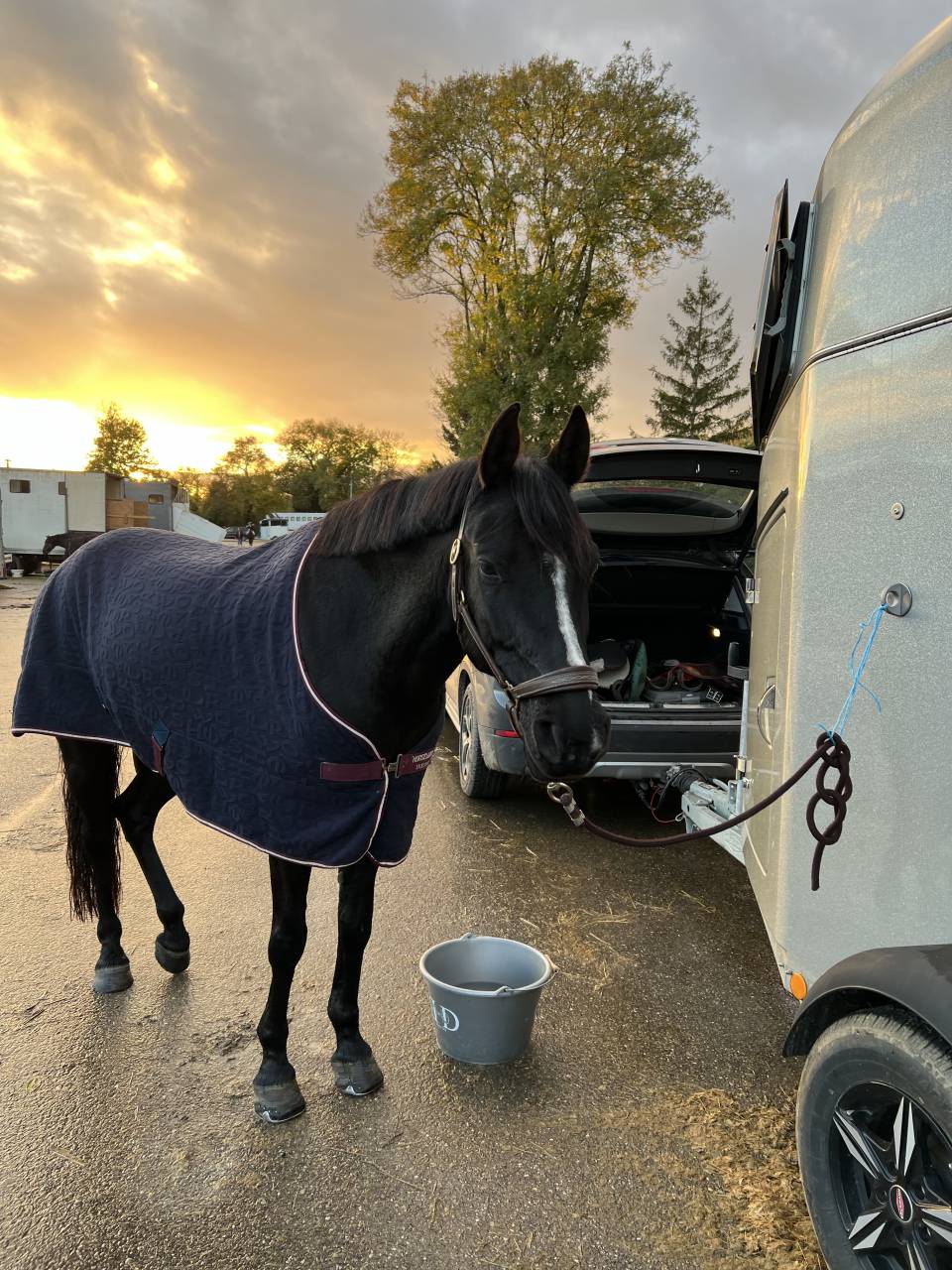 Ponette de CSO 8 ans &agrave; vendre