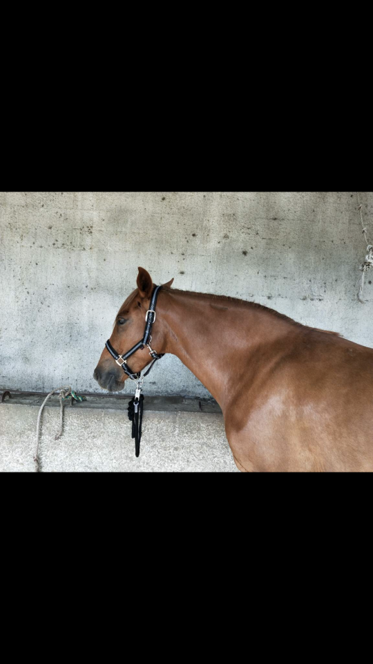 Magnifique jument de 8 ans