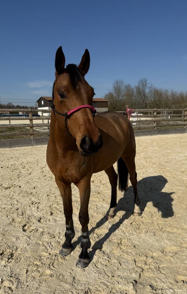 Hongre Selle Fran&ccedil;ais de 6ans par Asti Spumante 