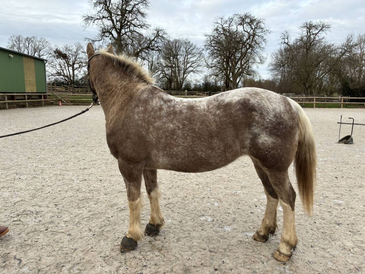Ponette polyvalente 
