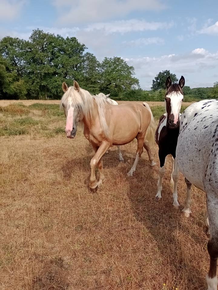 Exceptionnel &eacute;talon reproducteur &ndash; Palomino Or &ndash; Mental