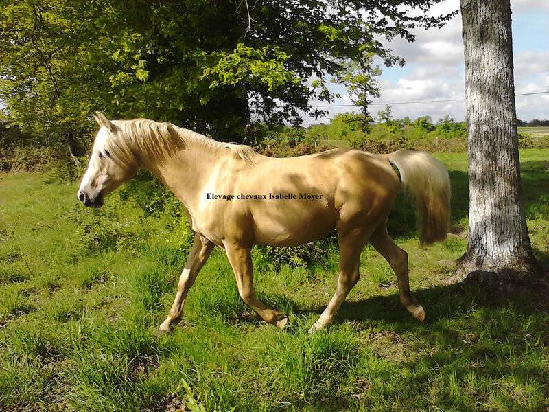 Exceptionnel &eacute;talon reproducteur &ndash; Palomino Or &ndash; Mental