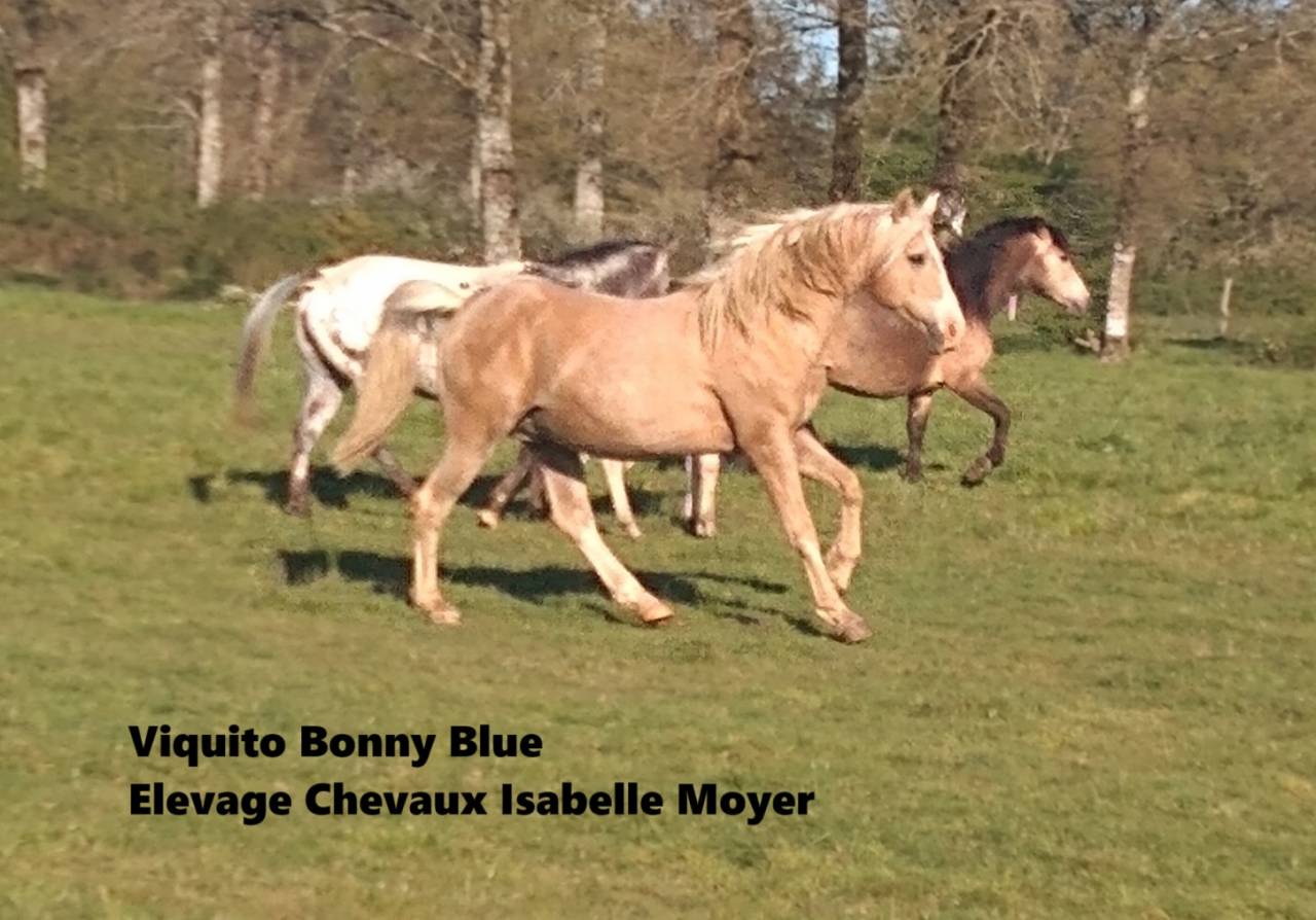 Exceptionnel &eacute;talon reproducteur &ndash; Palomino Or &ndash; Mental