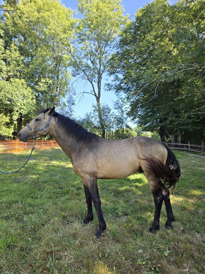 Etalon Connemara 4 ans Buckskin pour reproduction