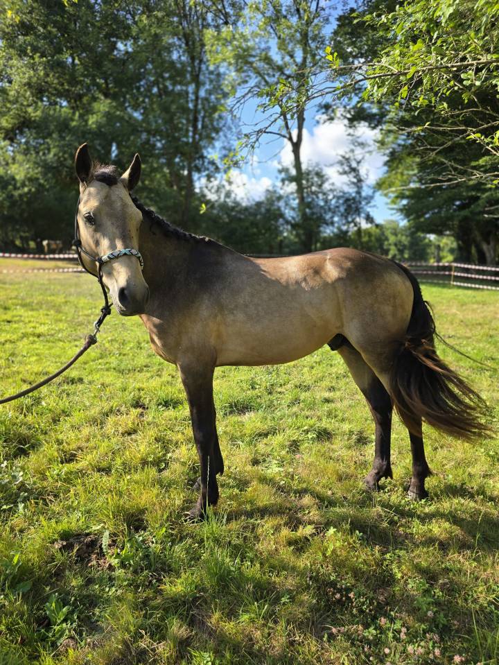 Etalon Connemara 4 ans Buckskin pour reproduction