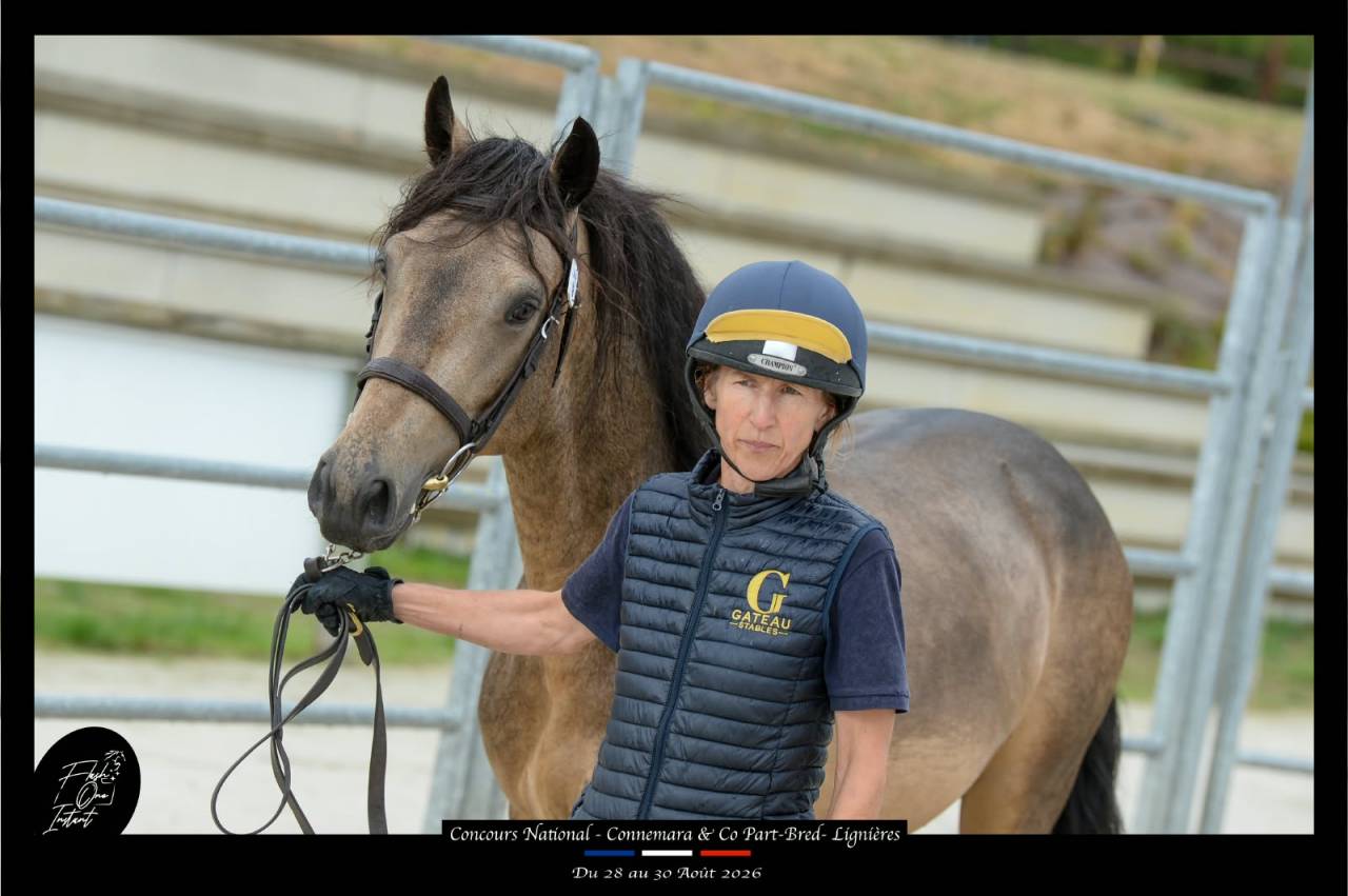 Etalon Connemara 4 ans Buckskin approuv&eacute; Co