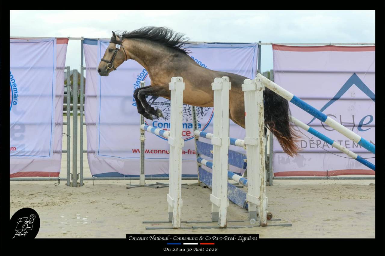 Etalon Connemara 4 ans Buckskin approuv&eacute; Co