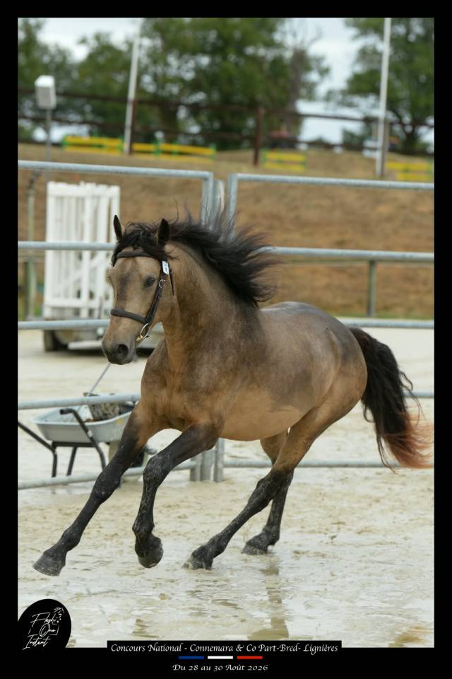 Etalon Connemara 4 ans Buckskin approuv&eacute; Co