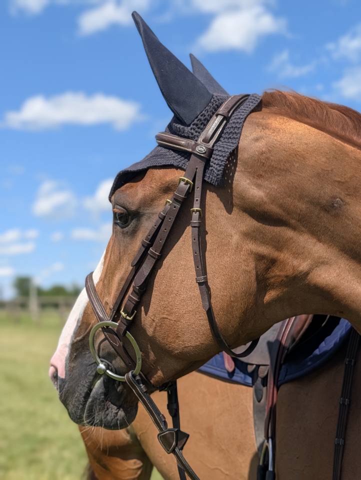 JEXICA DU PARC TOP 7  SELLE FRANCAIS MARE SOCPE 145 150