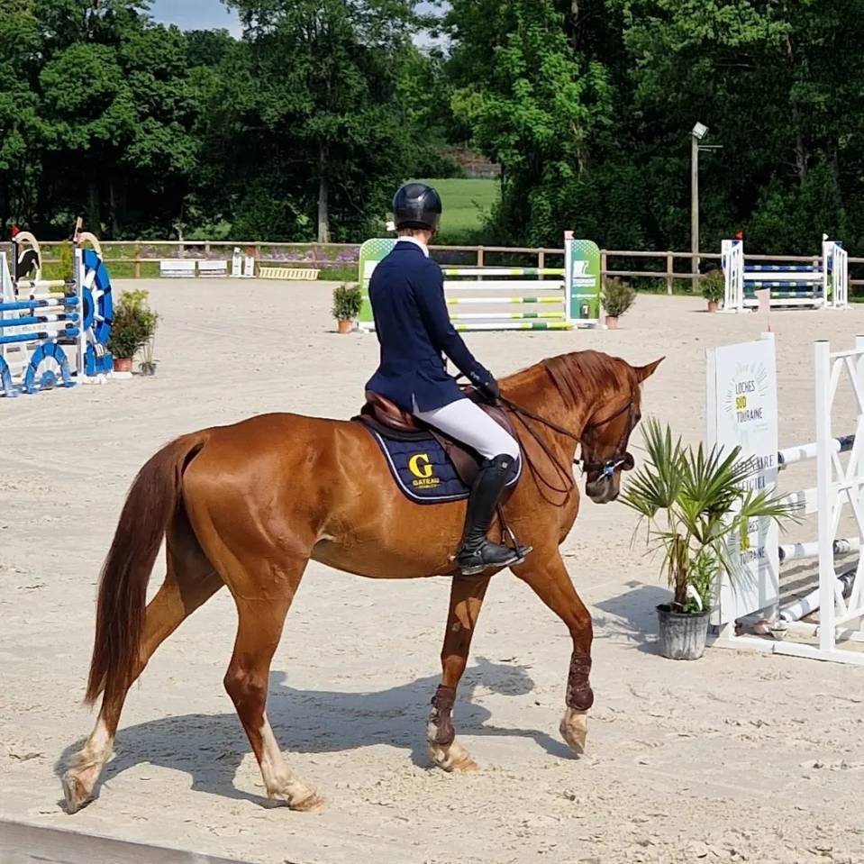 JEXICA DU PARC TOP 7  SELLE FRANCAIS MARE SOCPE 145 150