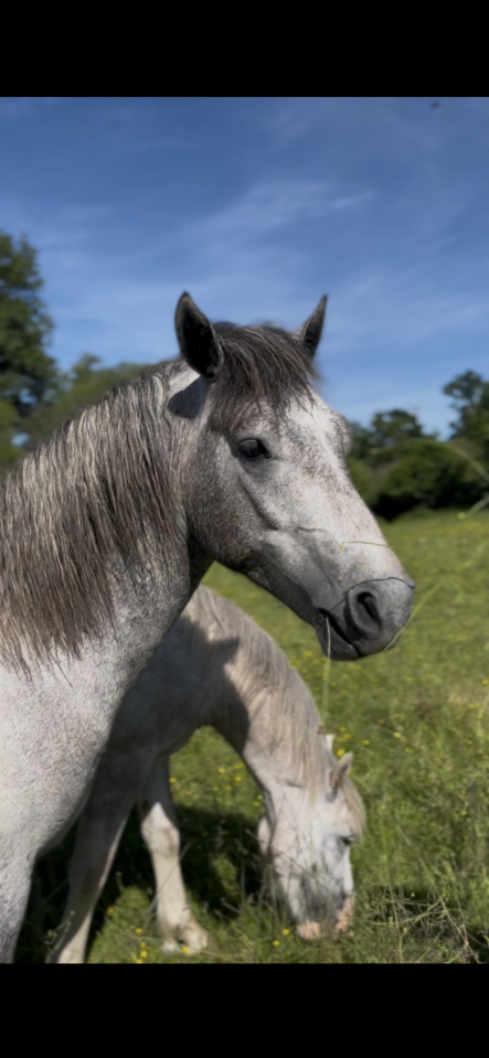Poney Connemara 