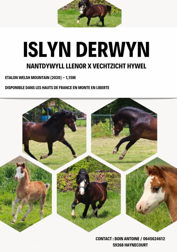 Poney OC typ&eacute; Welsh et/ou sa m&egrave;re 