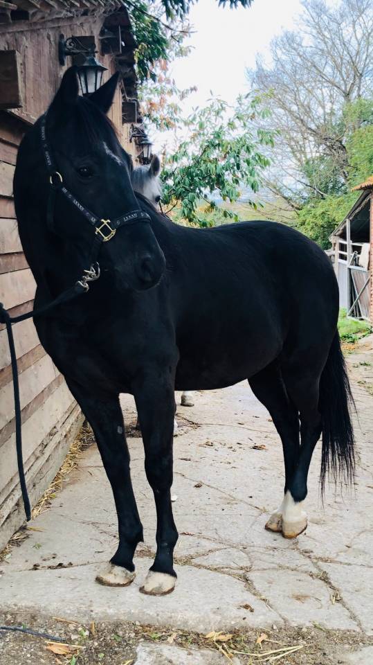 Cheval Pur Sang arabe crois&eacute; Selle fran&ccedil;ais