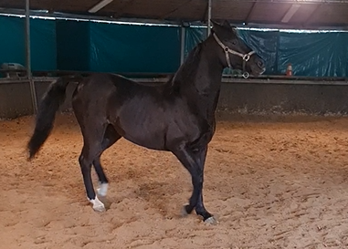 Cheval Pur Sang arabe crois&eacute; Selle fran&ccedil;ais