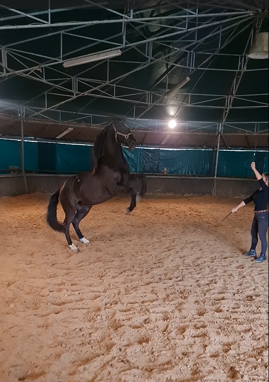 Cheval Pur Sang arabe crois&eacute; Selle fran&ccedil;ais