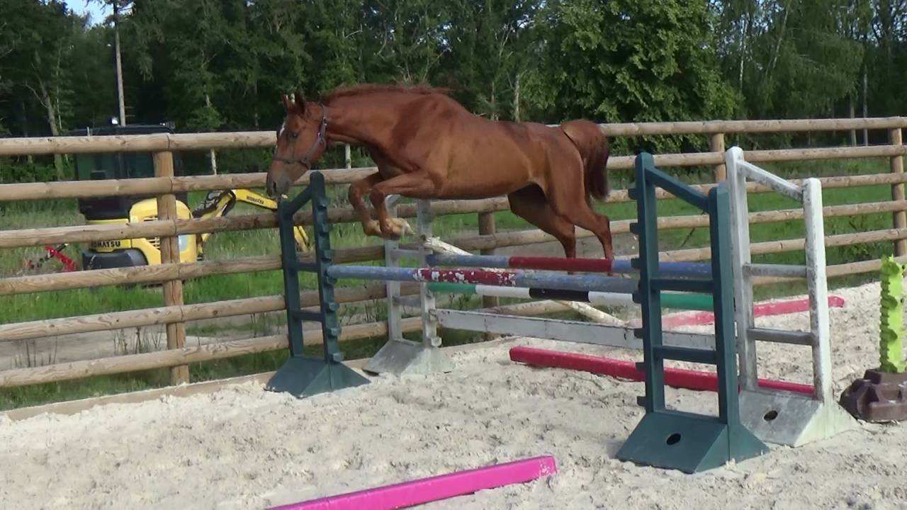 Selle Fran&ccedil;ais &ndash; Hongre &ndash; Alezan - 167cm -4ans