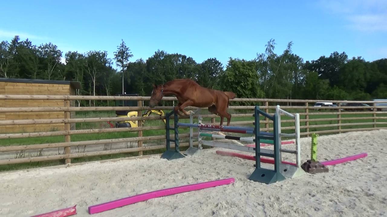 Selle Fran&ccedil;ais &ndash; Hongre &ndash; Alezan - 167cm -4ans
