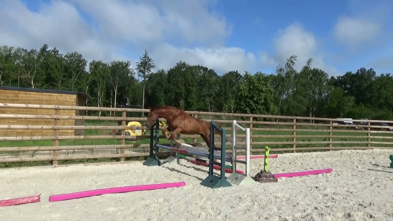 Selle Fran&ccedil;ais &ndash; Hongre &ndash; Alezan - 167cm -4ans