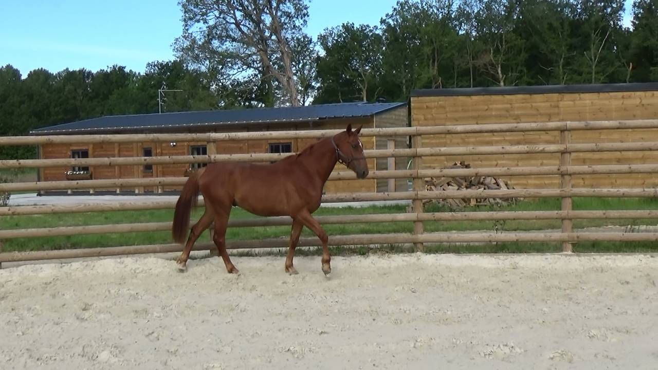 Selle Fran&ccedil;ais &ndash; Hongre &ndash; Alezan - 167cm -4ans