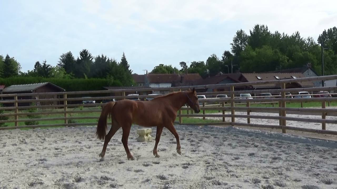 Selle Fran&ccedil;ais &ndash; Hongre &ndash; Alezan - 167cm -4ans