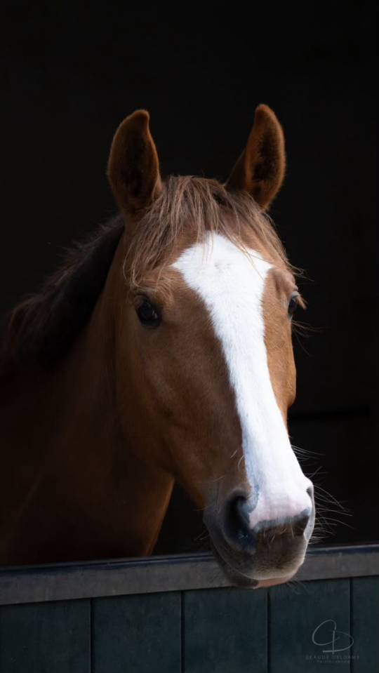 Ponette pfs 