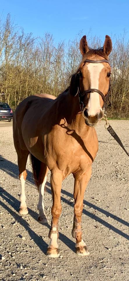 Ponette pfs 