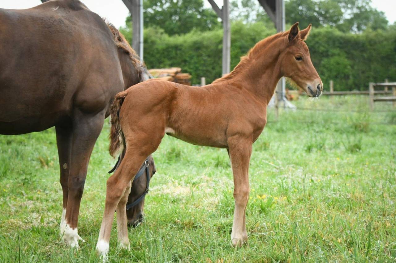 Foal femelle - Spingbank II Vh x Don Juan de hus 