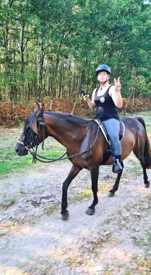 Cheval pur sang arabe