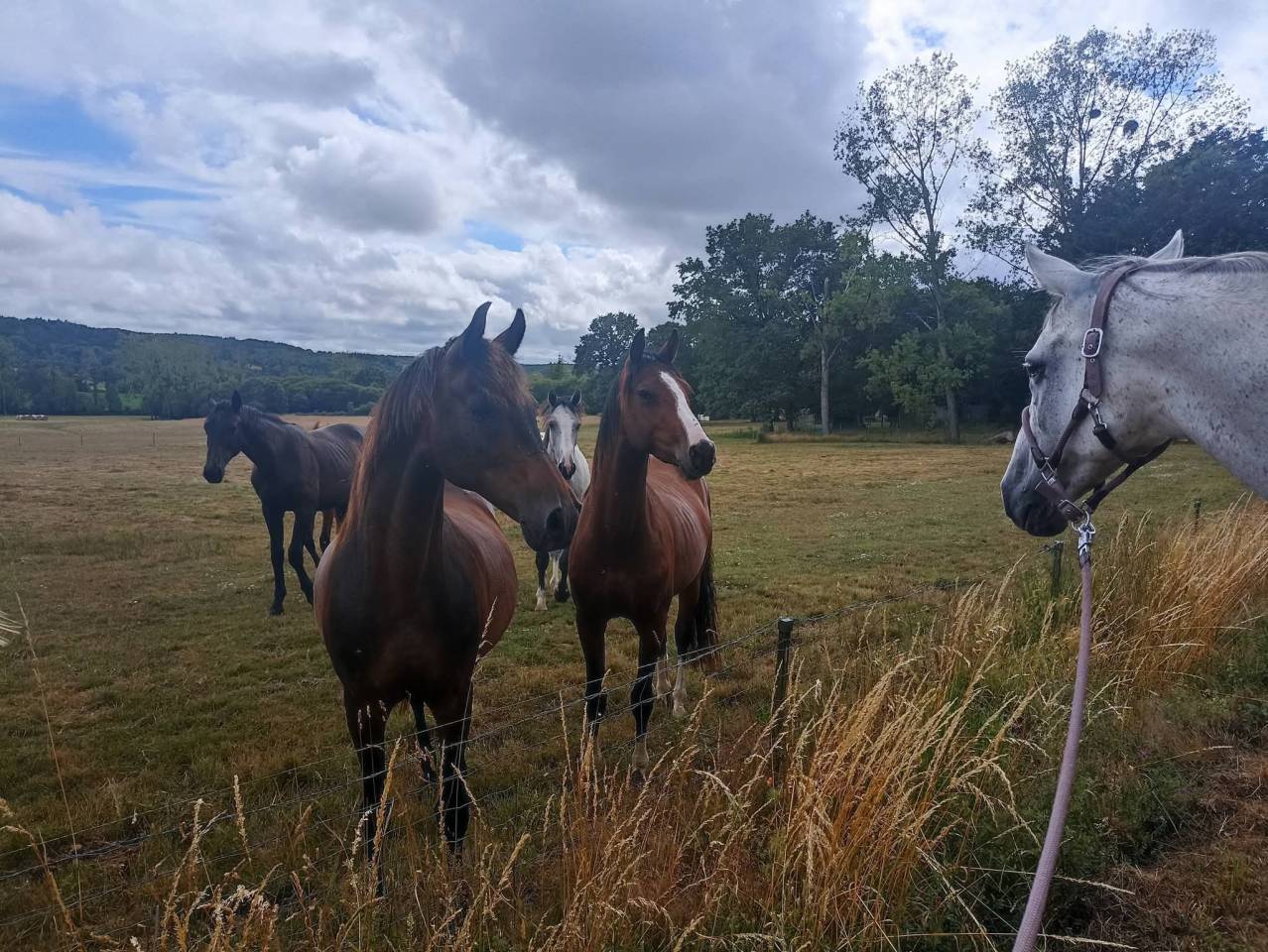 Cheval pur sang arabe