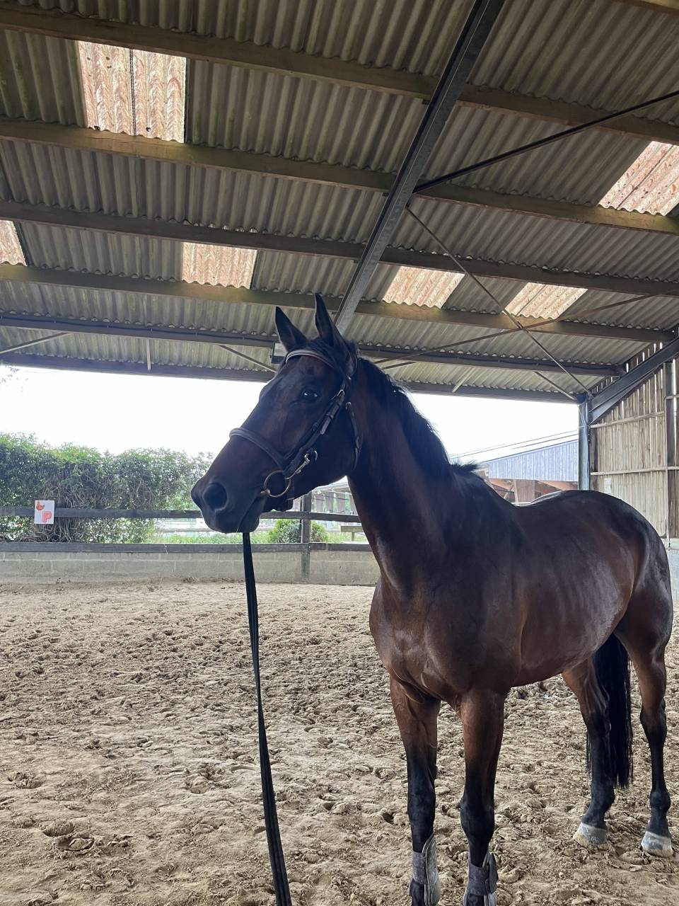 Izra des Douits hongre de 8ans pour CSO Amateur 1