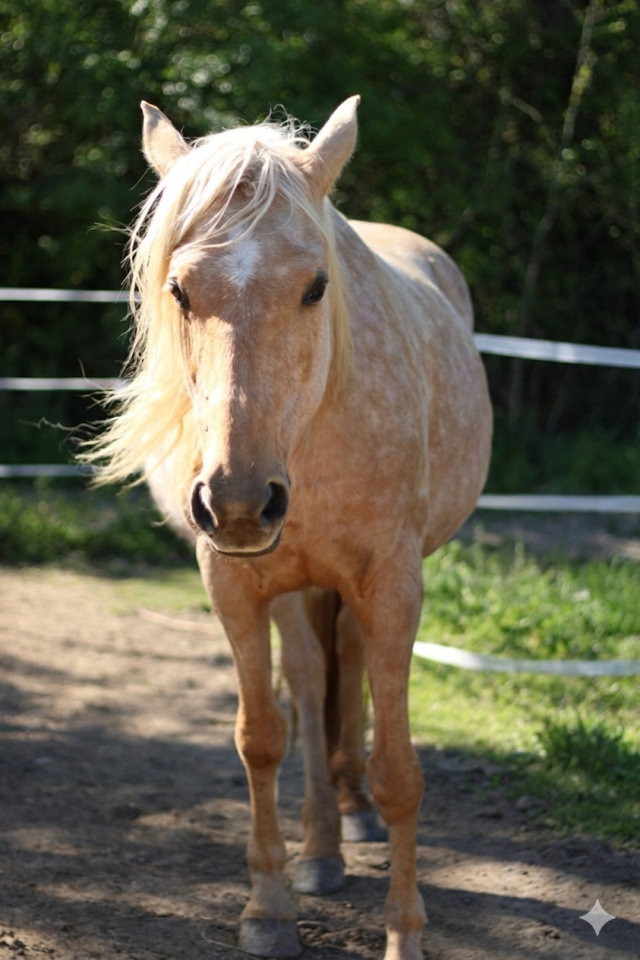 Jument palomino 