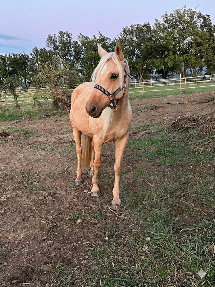 Jument palomino 