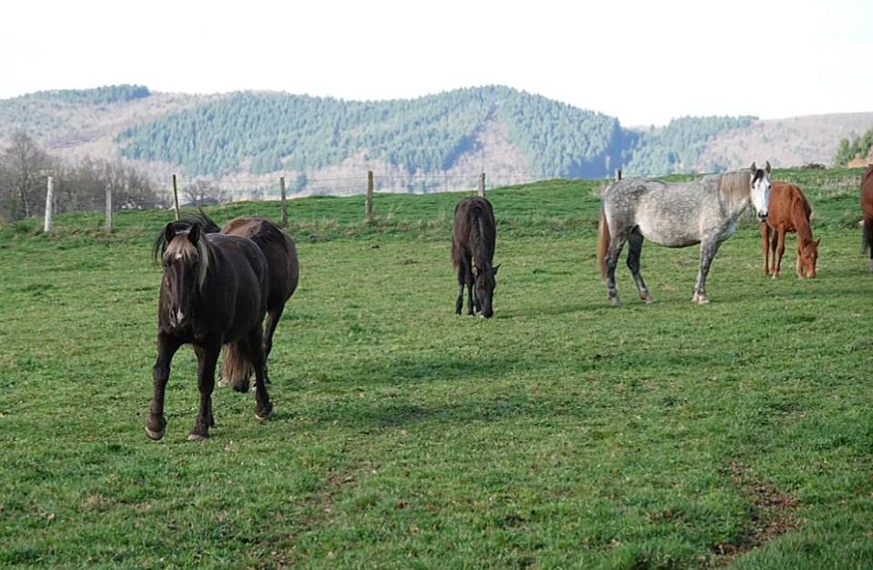  Pr&eacute;s Pensions Chevaux Disponible  Secteur Vichy 