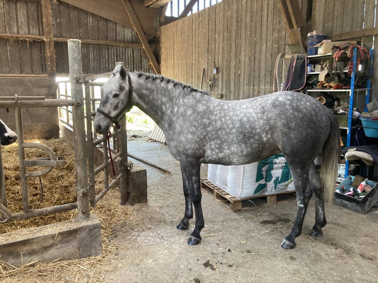 Pfs femelle 4 ans 
