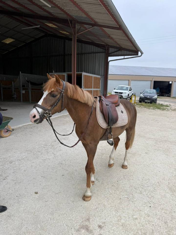 Poney &agrave; louer