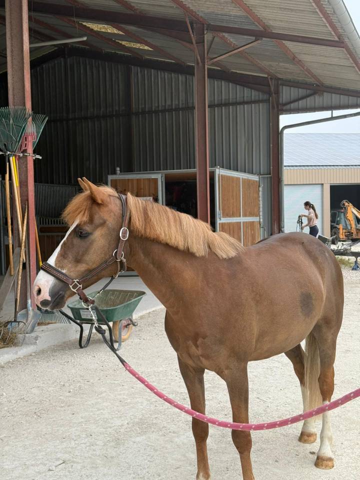 Poney &agrave; louer