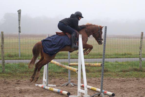 Poney &agrave; louer
