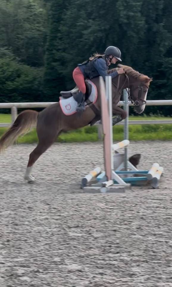 Poney &agrave; louer