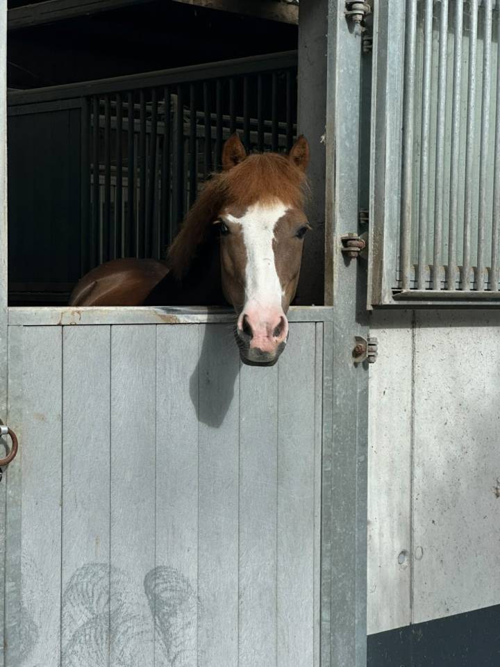 Poney &agrave; louer